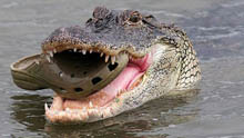 An alligator in the water holding a Croc brand shoe in its mouth