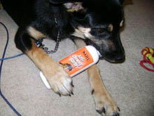 A dog chewing on a bottle of hot sauce, oblivious to the irony