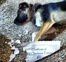 A German Shepherd dog lying next to a Certificate of Dog Obedience Training that it has torn to shreds