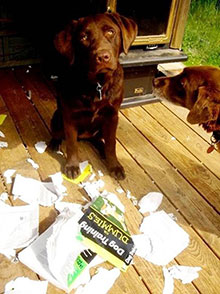 Two chocolate Labrador dogs sitting next to a shredded copy of Dog Training for Dummies